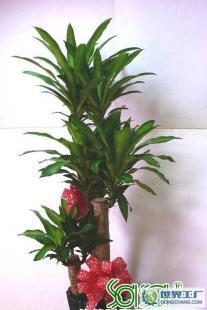 開業慶典一體化解決方案 從鮮花禮儀到場地布置的全程策劃